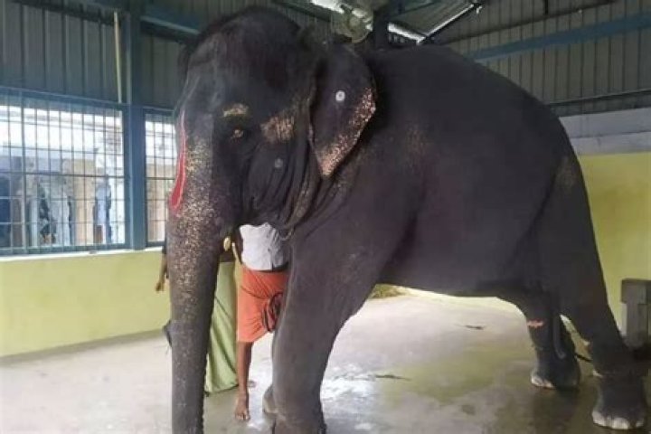 
Court tells TN govt to allow Assam delegation to meet elephant Joymala 