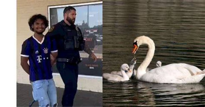 
Manlius NY swan killer arrested: Video of 18-year-old Eman Hussen smiling upon his arrest leaves netizens enraged 