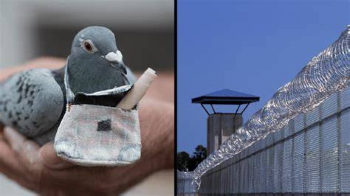 
Pigeon busted wearing ‘drug smuggling’ backpack at another prison 