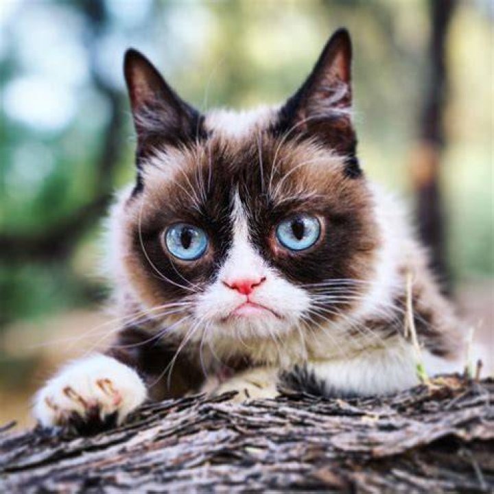 
Who was Marty, Will Menaker’s cat? Internet mourns the death of podcaster’s iconic pet 